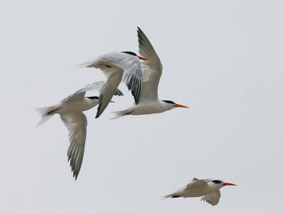 Elegant Terns, flying