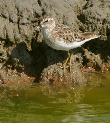 Least Sandpiper, breeding plumage Fall
