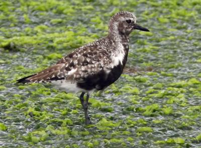 Black-bellied Plover, molting