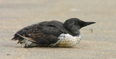 Common Murre, disabled adult