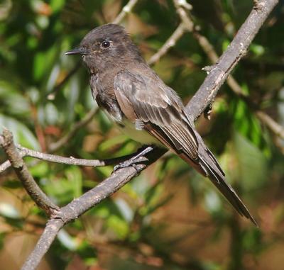 Black Phoebe