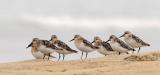 Sanderlings, breeding