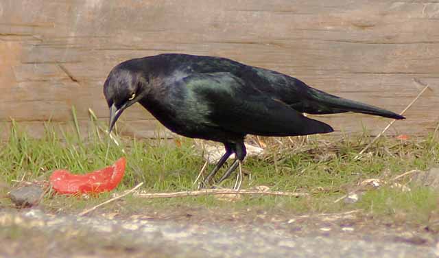 Brewers Blackbird, male
