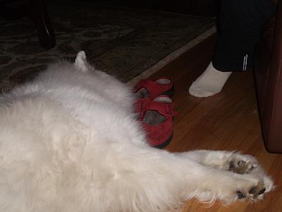 u36/themarmot/medium/40404167.sleeping_dog.jpg