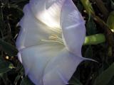 Datura