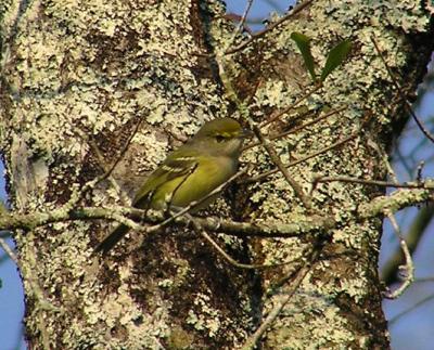 09-27-04 white-eyed vireo1.jpg