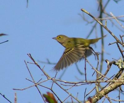 09-27-04 white-eyed vireo flight.jpg