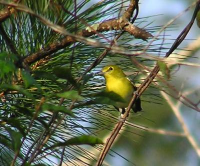 09-27-04 yellow-throated vireo.jpg