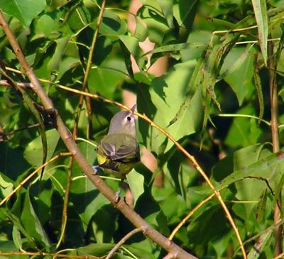 09-28-04 Philadelphia vireo2.JPG