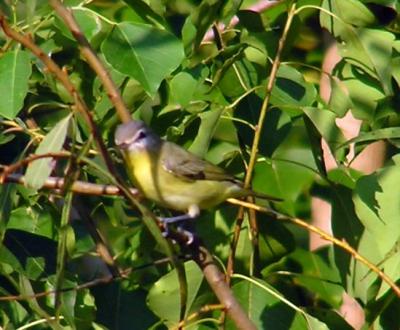 09-28-04 Philadelphia vireo3.JPG