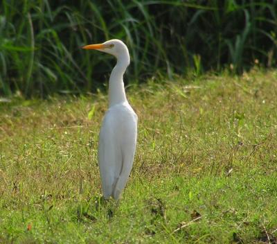 Cattle Egret
