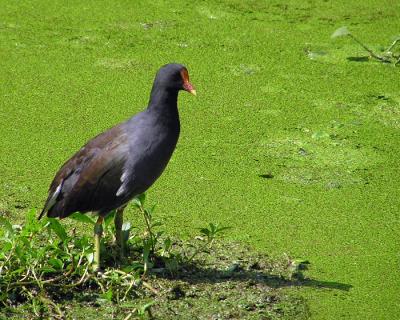 Common Moorhen1 Lake Martin