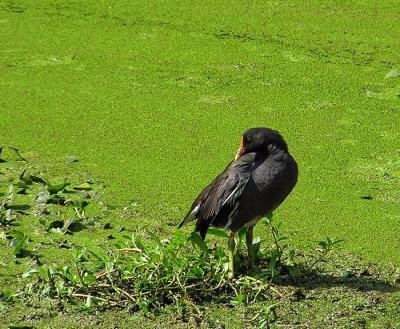 common moorhen2 Lake Martin