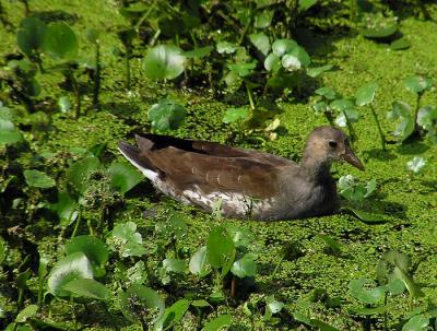 common moorhen immature Lake Martin