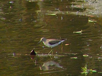 sandpipers