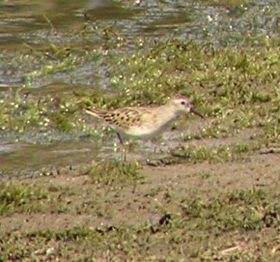 10-01-04 Least Sandpiper1.jpg