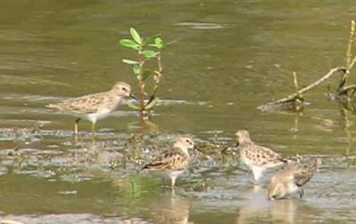 10-01-04 Least Sandpiper24.jpg