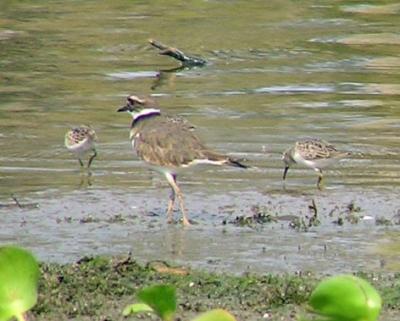 10-01-04 killdeer and Least2.jpg