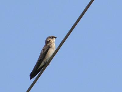 10-01-04 N.Roughwinged.jpg