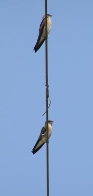 10-01-04 N.Roughwinged2.jpg