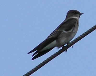 10-01-04 N.Roughwinged4.jpg