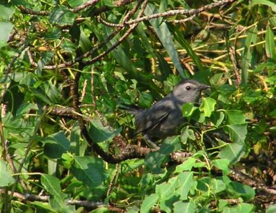 09-27-04 Catbird1.jpg