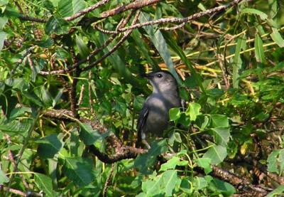 09-27-04 Catbird3.jpg