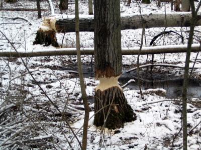 Mendon Ponds 1