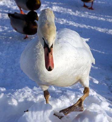 mute_swan29.JPG