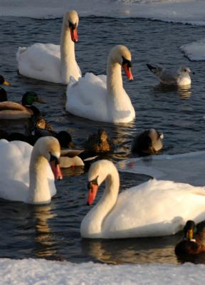 mute_swan36.JPG