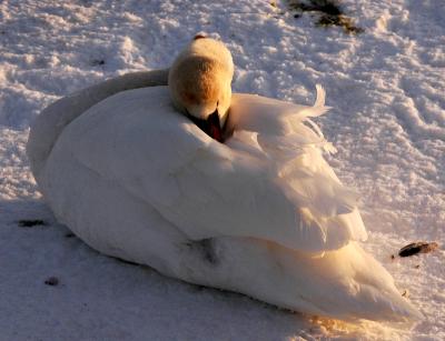 mute_swan38.JPG