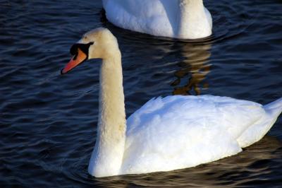 mute_swan40.JPG