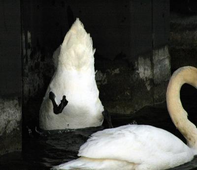 mute swan butt