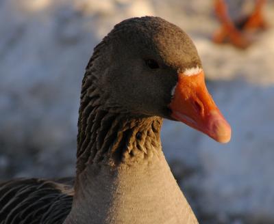 geese3.JPG