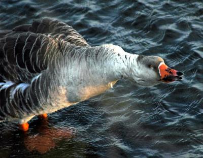 geese4.JPG