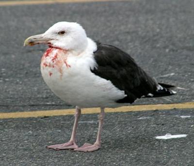 Great Black-backed Gull