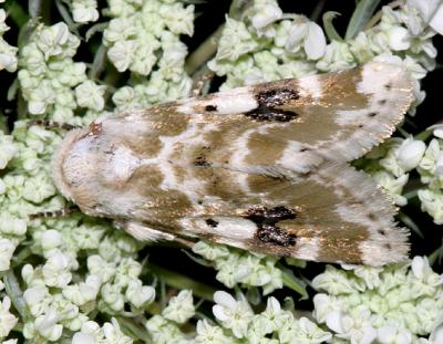   11177 -- Goldenrod Flower Moth -- Schinia nundina