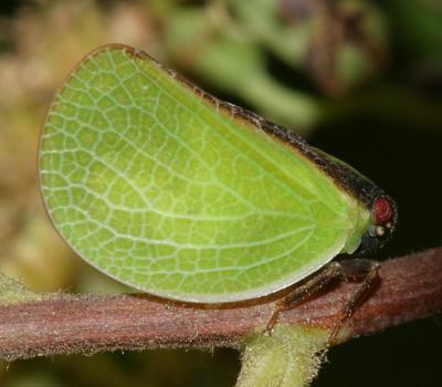Acanalonia bivittata (Two-striped Planthopper)
