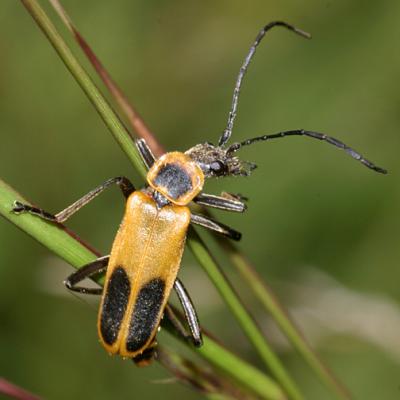 Soldier Beetles - Cantharidae