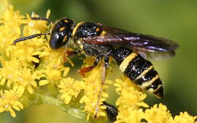 Philanthus gibbosus