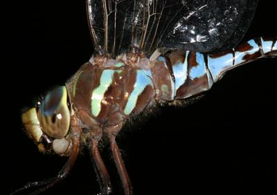 Lance-tipped Darner - Aeshna constricta