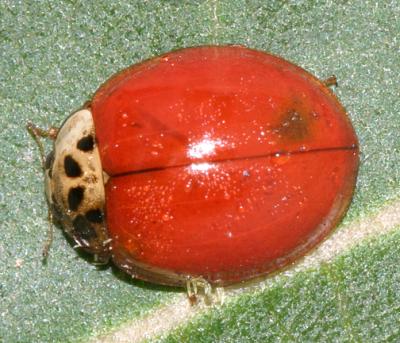 spotless Multicolored Asian Lady Beetle - Harmonia axyridis