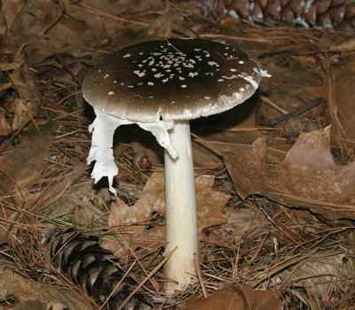 Amanita brunnescens