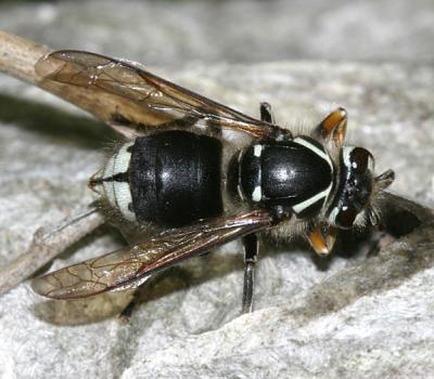 Dolichovespula maculata (Bald-faced Hornet)