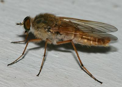 Stiletto Fly