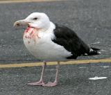 killer Great Black-backed Gull