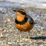 Varied Thrush - Ixoreus naevius (male)