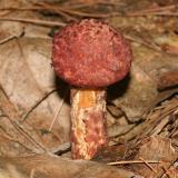 Painted Suillus - Suillus spraguei