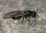Winged queen carpenter ant, Camponotus sp.