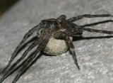 Brownish-gray Fishing Spider -  Dolomedes tenebrosus (female guarding her eggs)